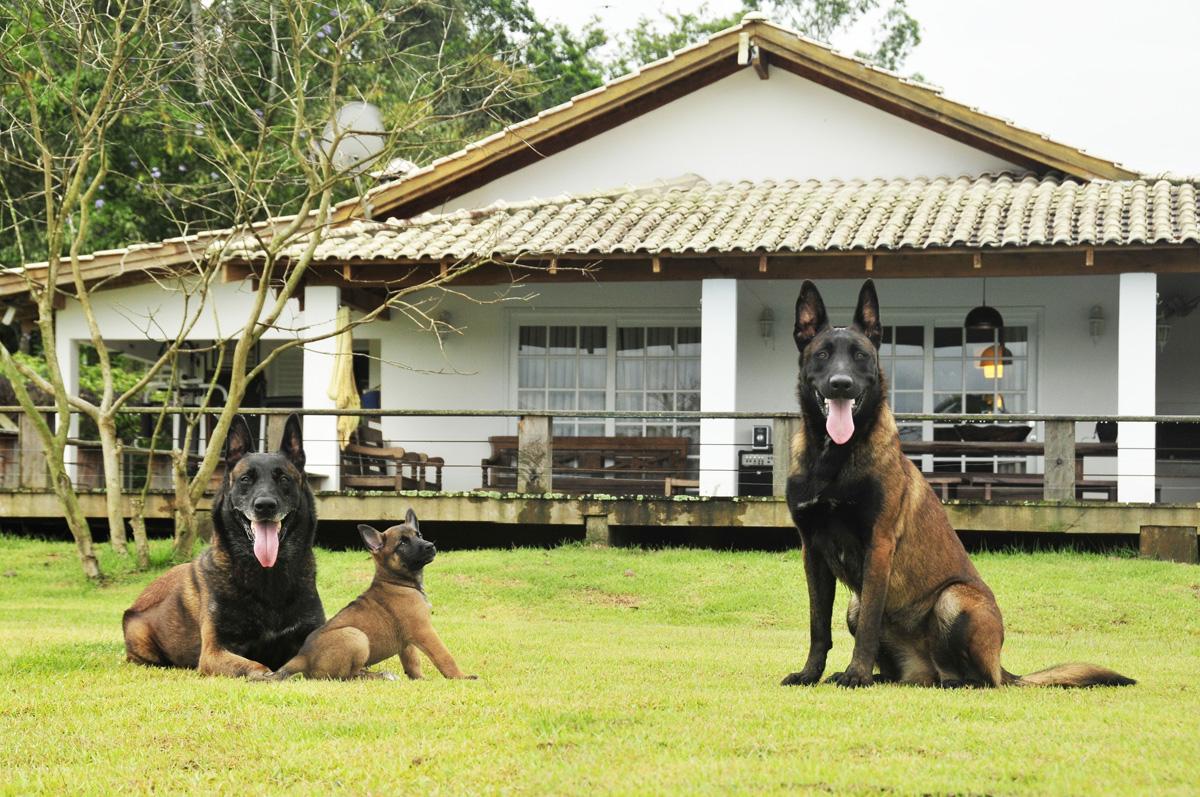 Cachorro policial: Pastor Alemão X Pastor Belga Malinois