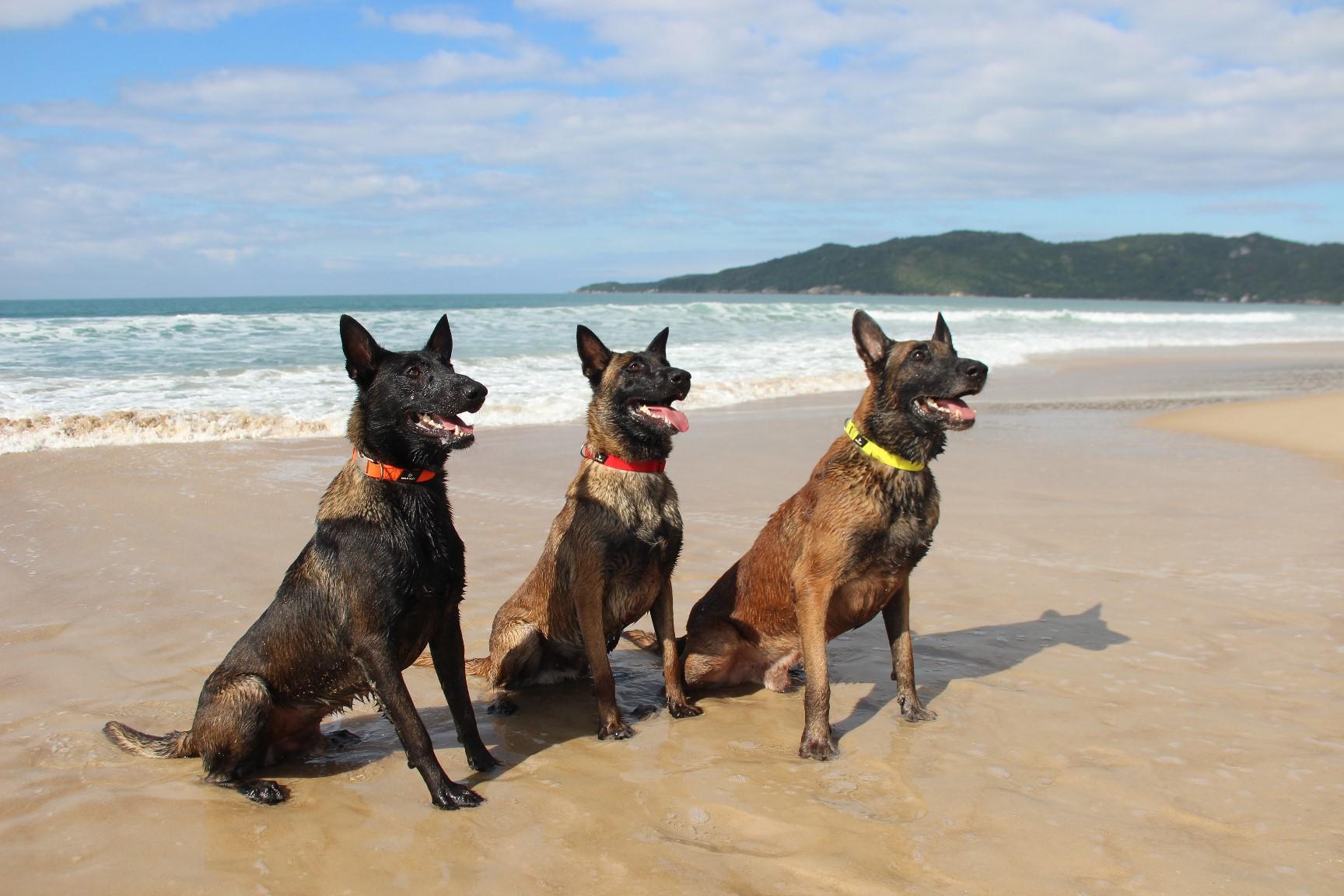 2026.Jun.14 - Praia de Mariscal - SC - Taurus, Kirsch e Colt