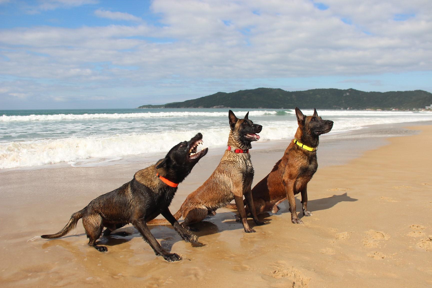 2026.Jun.14 - Praia de Mariscal - SC - Taurus, Kirsch e Colt