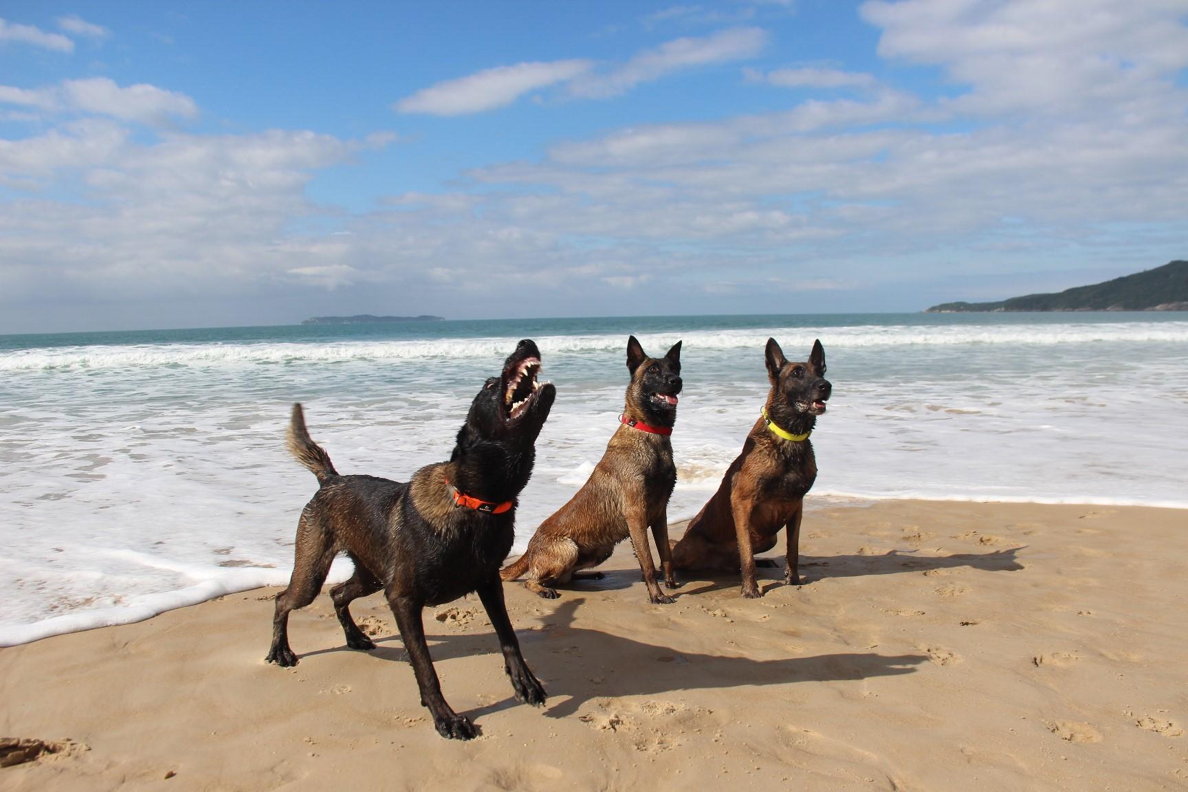 2026.Jun.14 - Praia de Mariscal - SC - Taurus, Kirsch e Colt