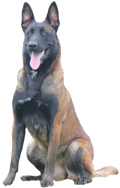 Pastor Belga Malinois - NOA ANNAHENHOF